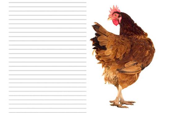 1993年属鸡的命运女(命中注定的辉煌之路)