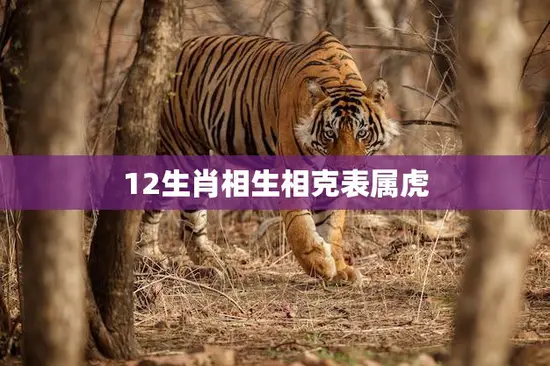 12生肖相生相克表属虎(了解属虎人的相生相克之道)