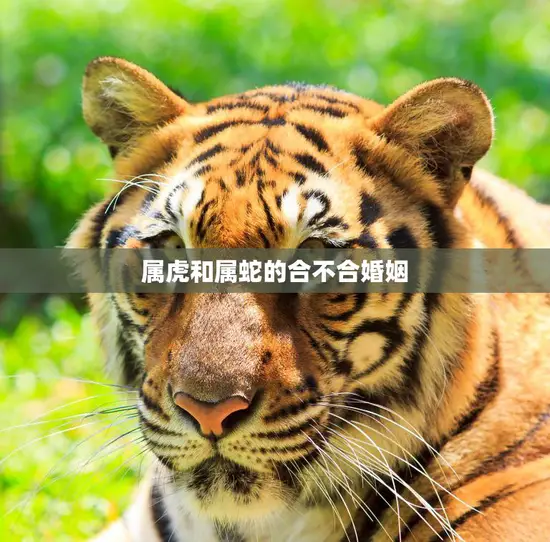 属虎和属蛇的合不合婚姻(如何选择最佳婚姻对象)