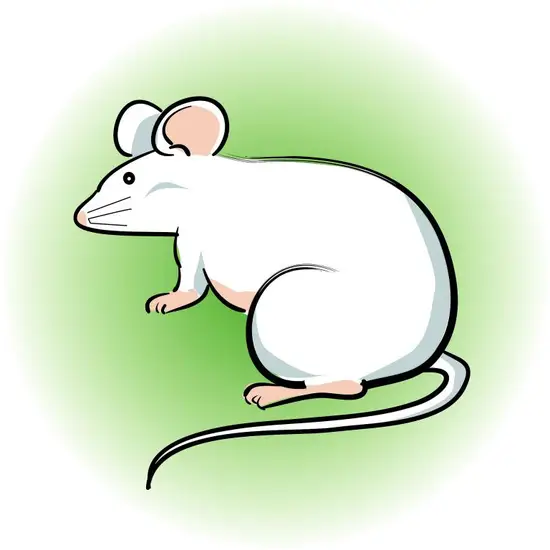 属鼠的人2023年运势(大展宏图财运亨通)