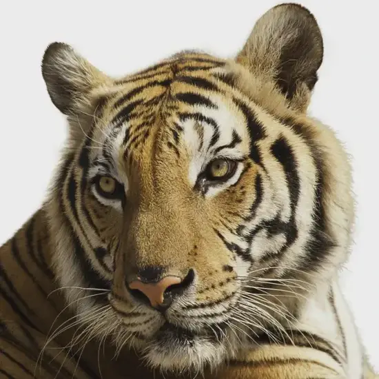 生肖虎今日招财方位