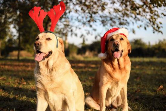 属狗女不能配什么属相的(解析属相配对的秘密)