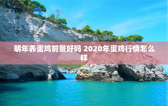 明年养蛋鸡前景好吗 2020年蛋鸡行情怎么样