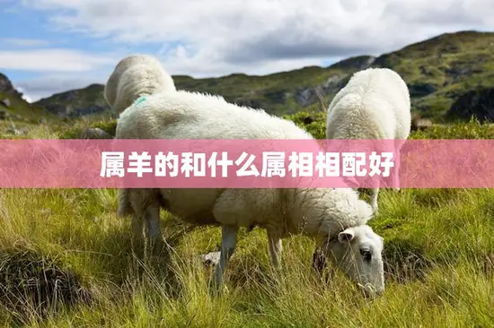 属羊的和什么属相相配好(十二生肖配对大揭秘)