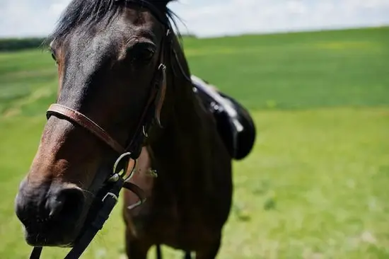 属马人的性格是什么样的(探究自由奔放还是浮躁不安)