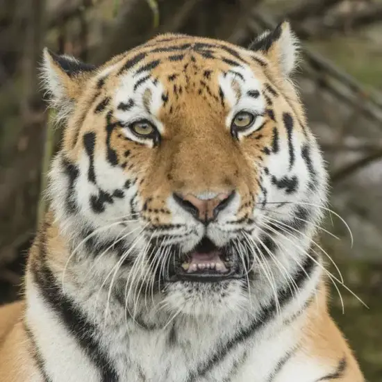 生肖虎2025年财运趋势图