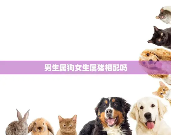 男生属狗女生属猪相配吗(狗猪相遇缘分难测)