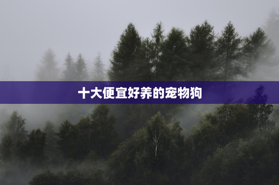 十大便宜好养的宠物狗