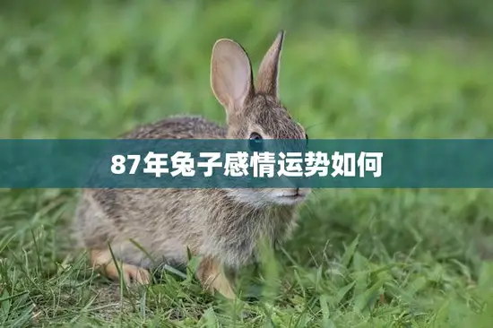 87年兔子感情运势如何(2023年爱情顺利需注意交流沟通)