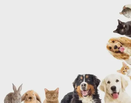 属狗财位方位图解