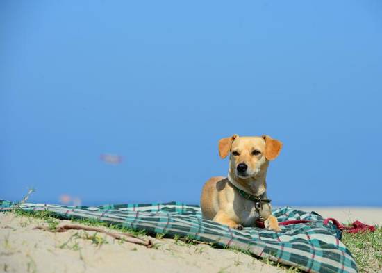 男生猪女生狗能合得来吗(星座专家揭秘这两个属相的恋爱关系)