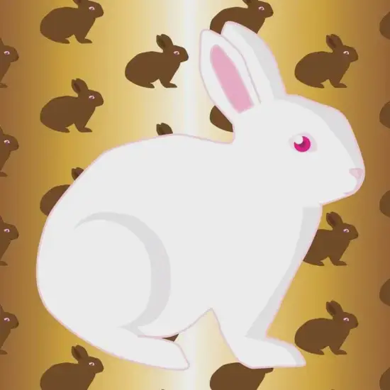 生肖兔无尾特征解析