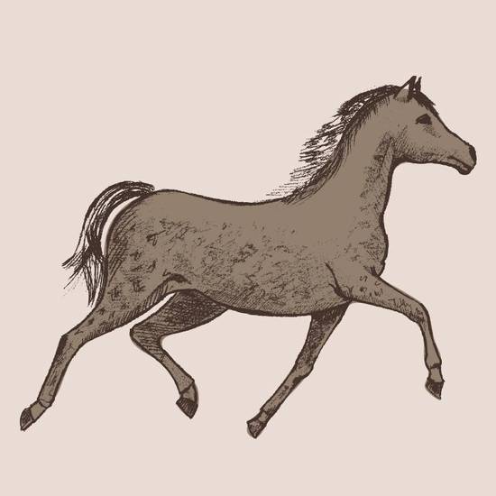 属马的几月出生命最苦女(命运多舛如何破解)