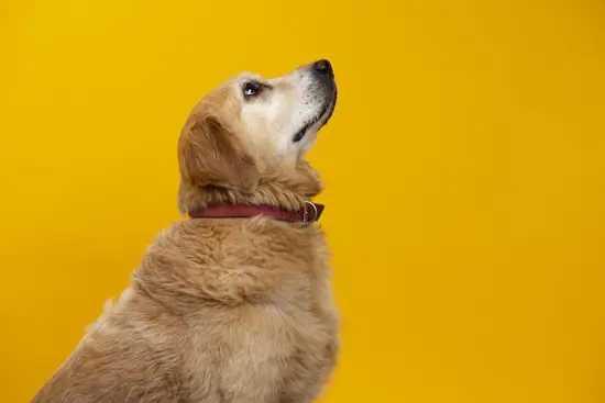 属狗和属狗的相配怎么样(探究同狗相斗还是相互扶持)