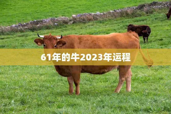 61年的牛2023年运程(顺风顺水财运亨通)