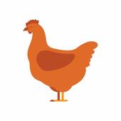 属鸡和什么生肖相克相合(生肖配对大揭秘)