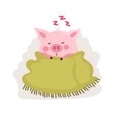 83年属猪今年犯太岁吗(解析猪年犯太岁的真相)