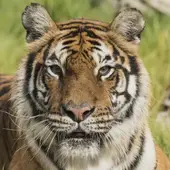 虎女今日麻将运势大揭秘：三条必赢占位口诀