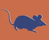 十二生肖儿歌早教启蒙必学：亲子互动必备