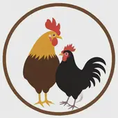 属兔和属鸡的相配吗能不能相信：属鸡和属兔的适合做夫妻吗