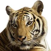 腊月出生的虎女是富贵命(揭秘命理学如何解读这一说法)