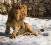 射手座和狮子座谁更厉害(星座大战狮子座的骄傲VS射手座的自由)