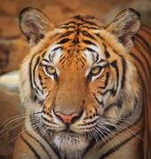 属虎的2023多大年龄(猛虎出山迎接新时代)