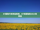 87属兔今年财运怎样，87年属兔的2023年财运