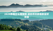 2020养殖什么赚钱快 适合农村养殖致富好项目