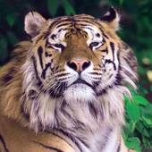 女虎男兔相配吗婚姻好吗(如何看待这种组合)