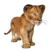 狮子座和什么座最配对女孩(星座配对大揭秘)