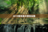 2019猪年最火微信头像