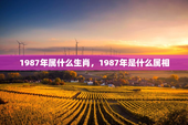 1987年属什么生肖，1987年是什么属相