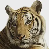 属虎女人今日运势全解析：2025年2月9日独家指引