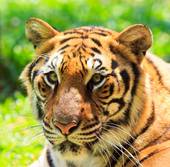 属虎的跟属猴的人相配吗(解析命理学上的真相)