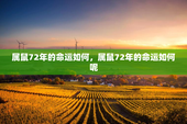 属鼠72年的命运如何，属鼠72年的命运如何呢