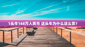 1头牛168万人民币 这头牛为什么这么贵？