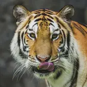 属虎人今日财运解析：这份攻略藏着3个旺财绝招