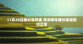 11月20日猪价涨跌表 预测明年猪价逐渐回归正常