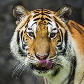 属虎的今年多大的年龄表(2023年属虎人的年龄一览表)